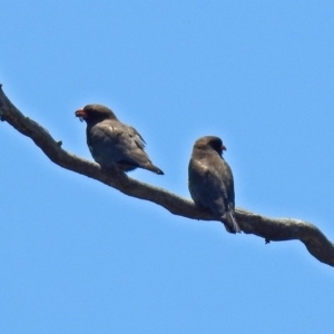 Eurystomus orientalis at Tennent, ACT - 12 Nov 2018