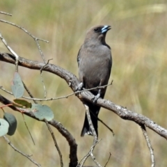 Artamus cyanopterus cyanopterus (Dusky Woodswallow) at Tennent, ACT - 11 Nov 2018 by RodDeb