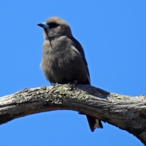 Artamus cyanopterus at Tennent, ACT - 12 Nov 2018