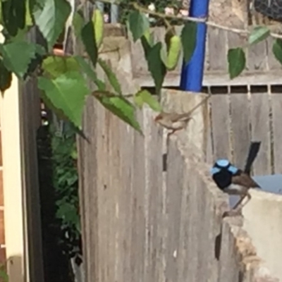 Malurus cyaneus (Superb Fairywren) at Ainslie, ACT - 12 Nov 2018 by juddernaut