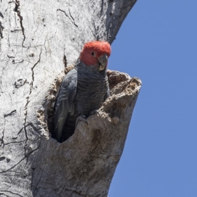 Callocephalon fimbriatum (Gang-gang Cockatoo) at GG33 - 11 Nov 2018 by AlisonMilton