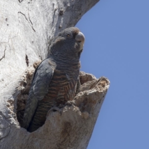 Callocephalon fimbriatum at Bruce, ACT - 12 Nov 2018