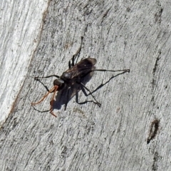 Pompilidae (family) (Unidentified Spider wasp) at Tharwa, ACT - 12 Nov 2018 by RodDeb