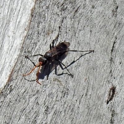 Pompilidae (family) (Unidentified Spider wasp) at Namadgi National Park - 11 Nov 2018 by RodDeb