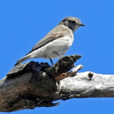 Microeca fascinans (Jacky Winter) at Paddys River, ACT - 12 Nov 2018 by RodDeb