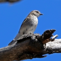 Microeca fascinans at Paddys River, ACT - 12 Nov 2018 10:36 AM