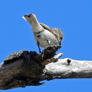 Microeca fascinans at Paddys River, ACT - 12 Nov 2018