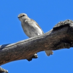 Microeca fascinans at Paddys River, ACT - 12 Nov 2018