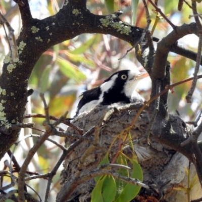 Grallina cyanoleuca (Magpie-lark) at Tharwa, ACT - 12 Nov 2018 by RodDeb