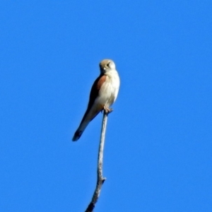 Falco cenchroides at Tharwa, ACT - 12 Nov 2018 09:42 AM