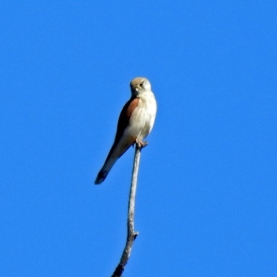 Falco cenchroides (Nankeen Kestrel) at Tharwa, ACT - 11 Nov 2018 by RodDeb