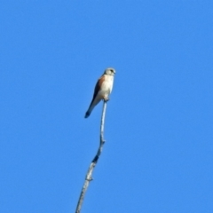 Falco cenchroides at Tharwa, ACT - 12 Nov 2018 09:42 AM