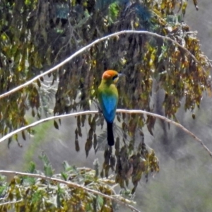 Merops ornatus at Tharwa, ACT - 12 Nov 2018