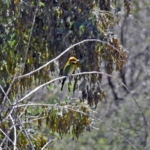 Merops ornatus at Tharwa, ACT - 12 Nov 2018 11:53 AM