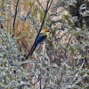 Merops ornatus at Tharwa, ACT - 12 Nov 2018