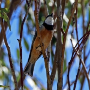 Pachycephala rufiventris at Tharwa, ACT - 12 Nov 2018 11:22 AM