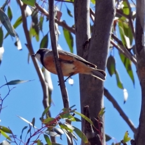 Pachycephala rufiventris at Tharwa, ACT - 12 Nov 2018