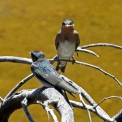 Hirundo neoxena (Welcome Swallow) at Gigerline Nature Reserve - 12 Nov 2018 by RodDeb