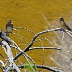 Hirundo neoxena at Tharwa, ACT - 12 Nov 2018 12:02 PM