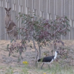 Threskiornis spinicollis (Straw-necked Ibis) at Deakin, ACT - 12 Nov 2018 by JackyF