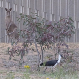 Threskiornis spinicollis at Deakin, ACT - 12 Nov 2018 06:48 PM