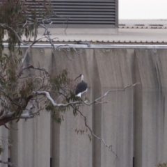 Threskiornis spinicollis at Deakin, ACT - 12 Nov 2018