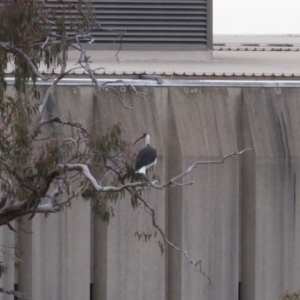 Threskiornis spinicollis at Deakin, ACT - 12 Nov 2018 06:48 PM