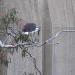 Threskiornis spinicollis at Deakin, ACT - 12 Nov 2018