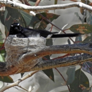 Rhipidura leucophrys at Tharwa, ACT - 12 Nov 2018 10:45 AM