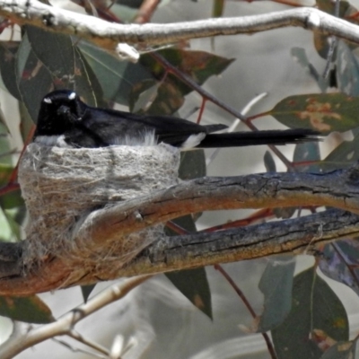 Rhipidura leucophrys (Willie Wagtail) at Tharwa, ACT - 11 Nov 2018 by RodDeb