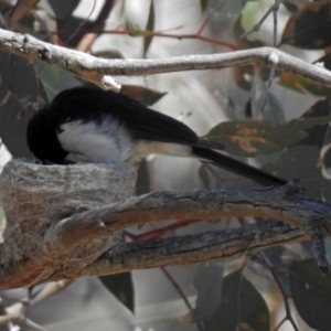 Rhipidura leucophrys at Tharwa, ACT - 12 Nov 2018 10:45 AM