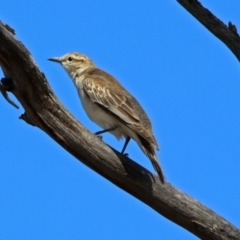 Lalage tricolor at Tennent, ACT - 12 Nov 2018 10:49 AM