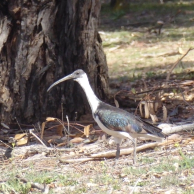 Threskiornis spinicollis (Straw-necked Ibis) at Red Hill to Yarralumla Creek - 12 Nov 2018 by JackyF