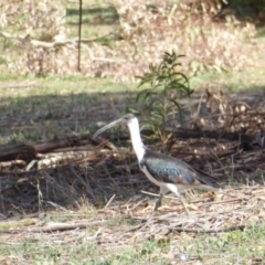 Threskiornis spinicollis at Hughes, ACT - 12 Nov 2018 03:30 PM