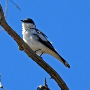 Lalage tricolor at Paddys River, ACT - 12 Nov 2018