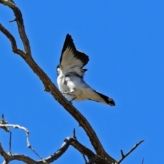 Lalage tricolor at Paddys River, ACT - 12 Nov 2018