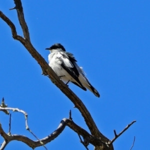 Lalage tricolor at Paddys River, ACT - 12 Nov 2018 10:34 AM