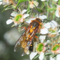 Catocheilus sp. (genus) (Smooth flower wasp) at Panboola - 10 Nov 2018 by Harrisi