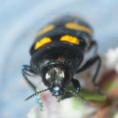 Castiarina australasiae at Coree, ACT - 11 Nov 2018