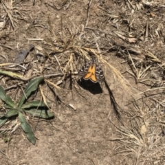 Synemon plana (Golden Sun Moth) at Griffith, ACT - 11 Nov 2018 by patrickharvey