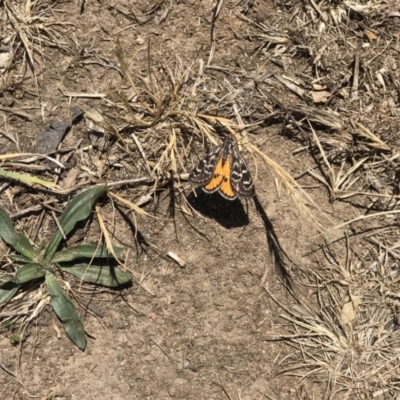 Synemon plana (Golden Sun Moth) at Griffith, ACT - 11 Nov 2018 by patrickharvey