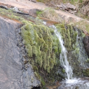 Bryaceae (family) at Paddys River, ACT - 25 Oct 2018