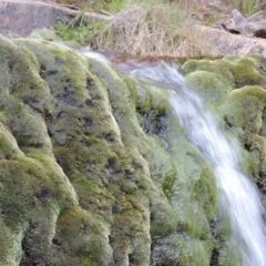 Bryaceae (family) at Paddys River, ACT - 25 Oct 2018