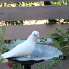 Cacatua sanguinea (Little Corella) at Hackett, ACT - 8 Nov 2018 by petersan