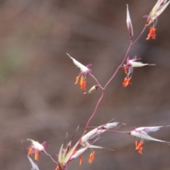 Rytidosperma pallidum (Red-anther Wallaby Grass) at Hackett, ACT - 12 Nov 2018 by petersan