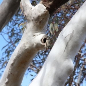 Pardalotus striatus at Hackett, ACT - 13 Nov 2018