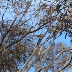 Pardalotus striatus at Hackett, ACT - 13 Nov 2018