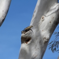 Pardalotus striatus at Hackett, ACT - 13 Nov 2018