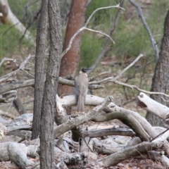 Philemon corniculatus (Noisy Friarbird) at Mount Majura - 12 Nov 2018 by petersan