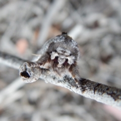 Destolmia lineata (Streaked Notodontid Moth) at Cook, ACT - 12 Nov 2018 by CathB